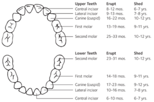 Baby-Teeth-Eruption-Chart1